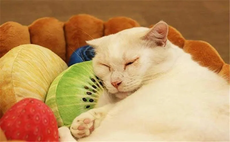 Fruit Tart Cat Bed Just For You