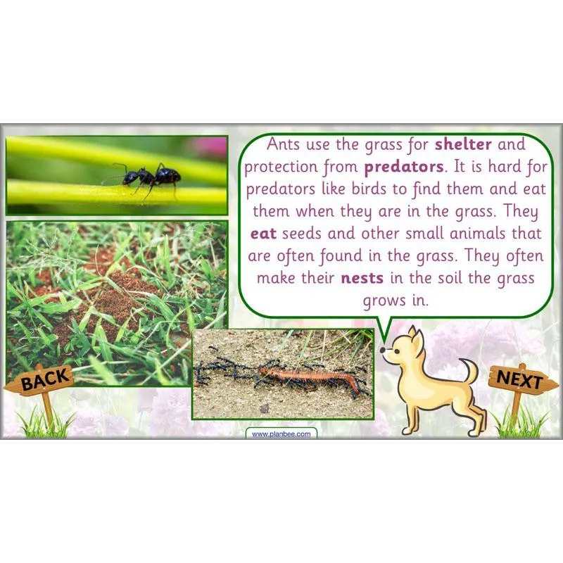 Pets and Gardens
