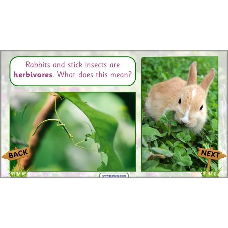 Pets and Gardens
