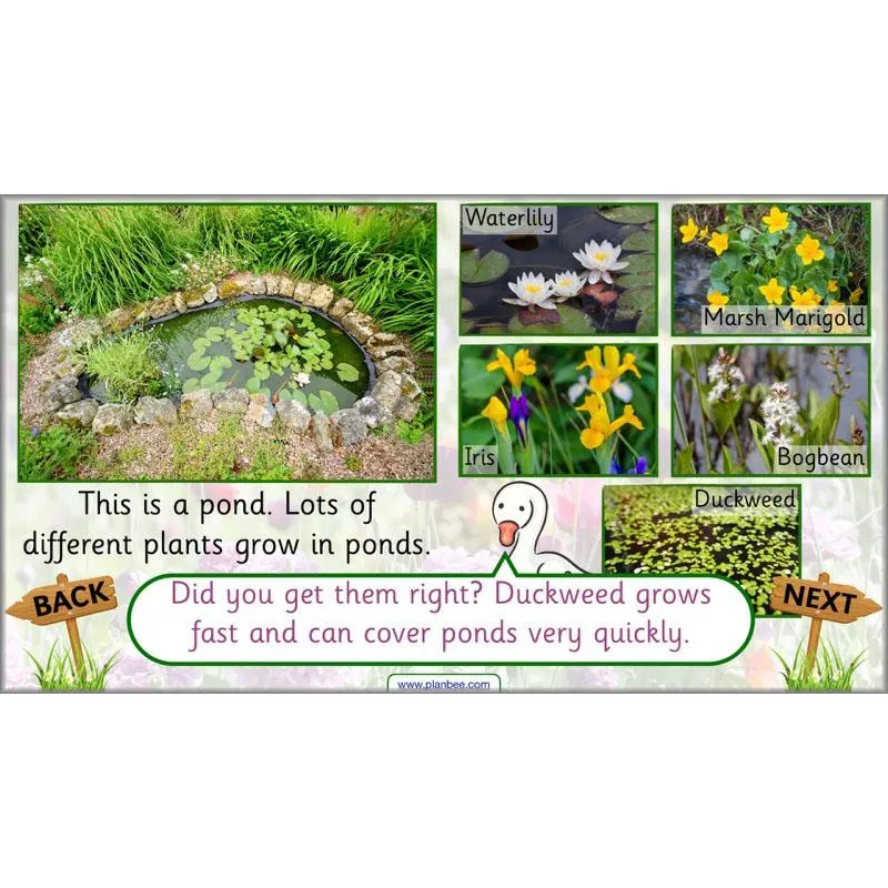 Pets and Gardens