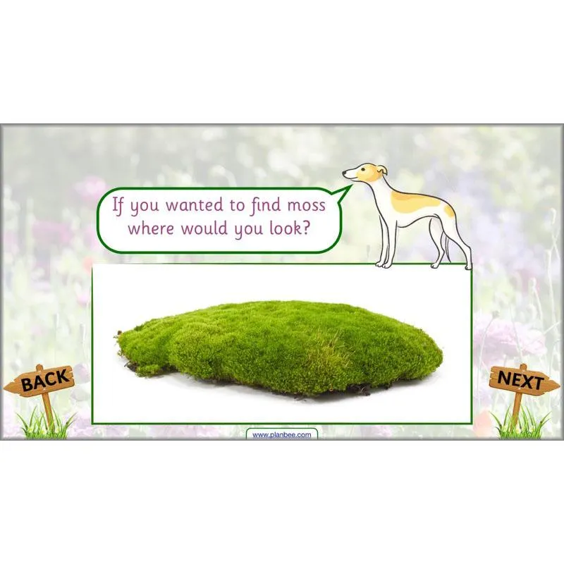 Pets and Gardens